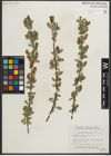 Foto von Salix myrtillifolia Anderson